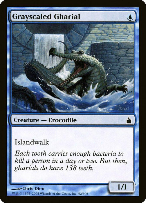 A Magic: The Gathering card titled "Grayscaled Gharial [Ravnica: City of Guilds]" from Magic: The Gathering features an illustration of a large crocodile-like Creature — Crocodile emerging from a waterway with sharp teeth bared. The card has a blue border, an Islandwalk ability, and stats reading 1/1. Flavor text mentions the bacteria in its teeth.